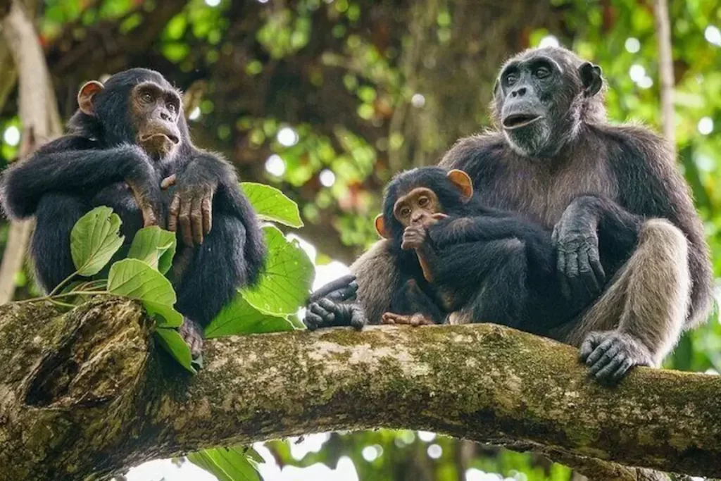 5-Day Mahale Mountains Chimpanzee Trekking